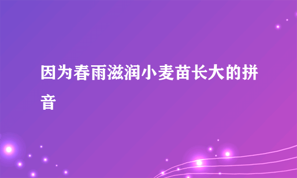 因为春雨滋润小麦苗长大的拼音