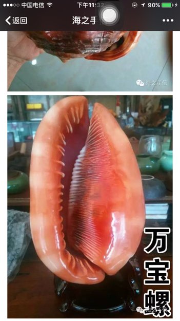 这个手串是万宝螺还是血砗磲呀?价位多少呀?