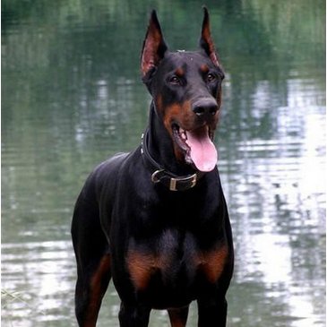 军犬都是什么品种?