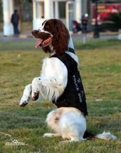 军犬都是什么品种?