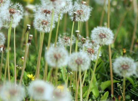 黄鹌菜与蒲公英的区别？