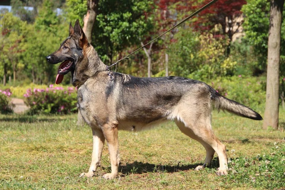 军犬都是什么品种?