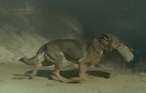 姚守岗为了真实效果炸死军功犬，被全网痛批！你怎么看待？