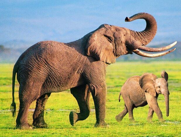 睡鲨的身体有何特别，为什么寿命能达上百岁之久呢？