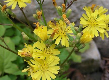 黄鹌菜与蒲公英的区别？