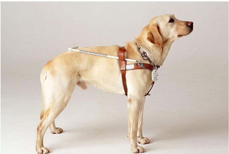 军犬都是什么品种?