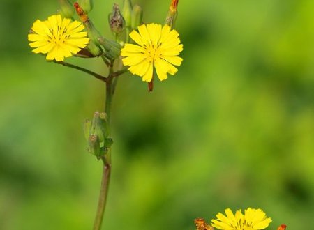 黄鹌菜与蒲公英的区别？