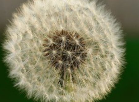 黄鹌菜与蒲公英的区别？