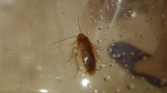 厨房的蟑螂是怎么产生的