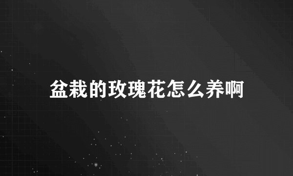 盆栽的玫瑰花怎么养啊