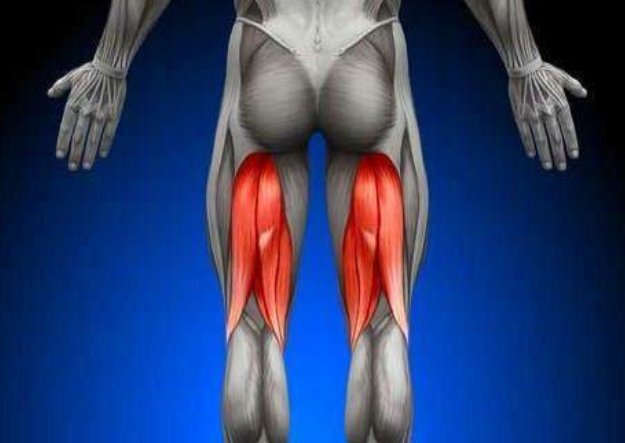 股二头肌在哪?附图!