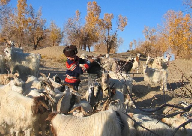 克里雅人生活在沙漠深处,他们的来历是什么?