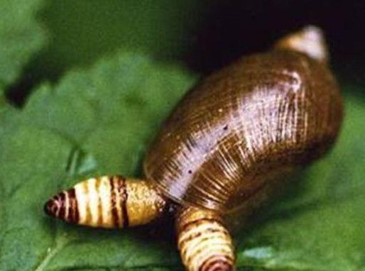 僵尸蜗牛能治好吗