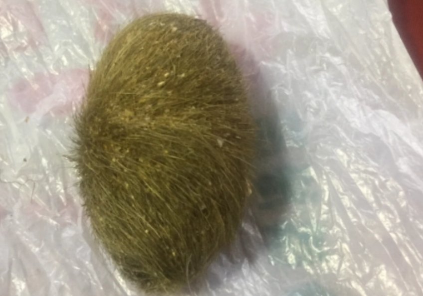 猪砂是什么东西呢？