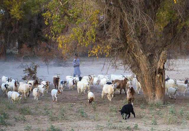 克里雅人生活在沙漠深处,他们的来历是什么?