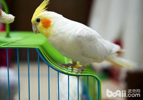 玄凤鹦鹉怎么养？