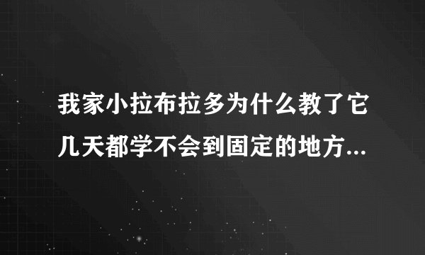 我家小拉布拉多为什么教了它几天都学不会到固定的地方大小便啊，我头都快炸了~