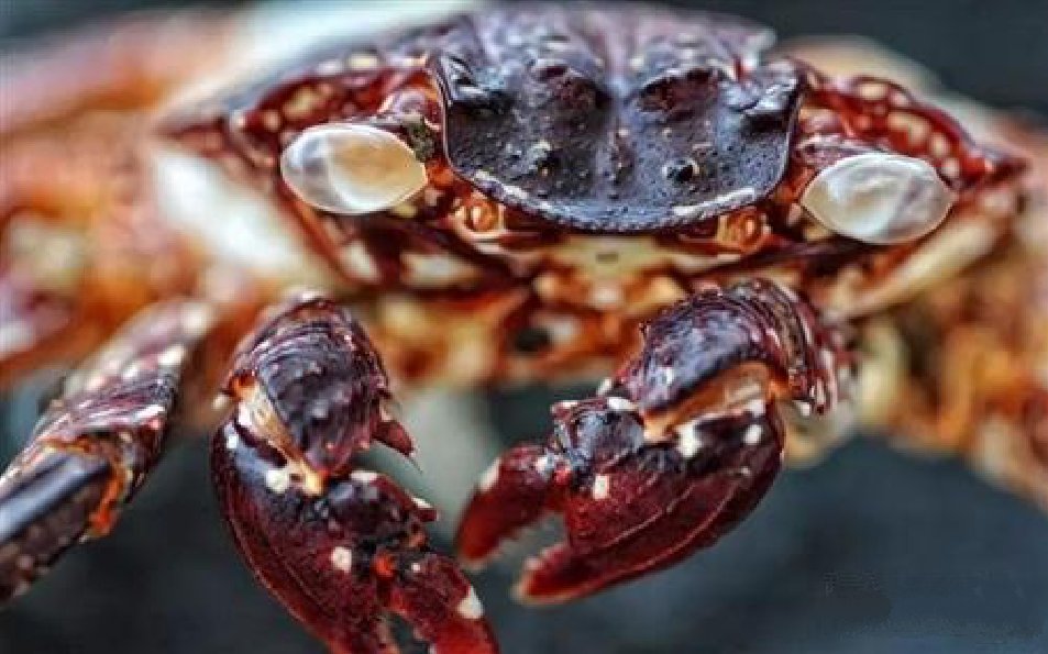 甲壳素肥料有什么功能?使用方法是什么?