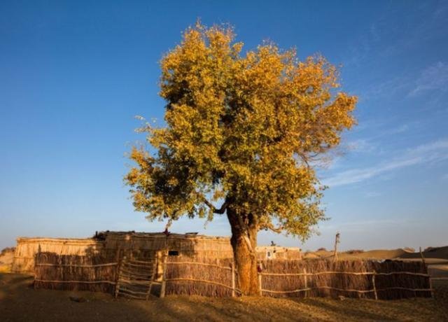 克里雅人生活在沙漠深处,他们的来历是什么?