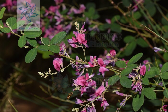 美丽胡枝子是奇数羽状复叶吗？