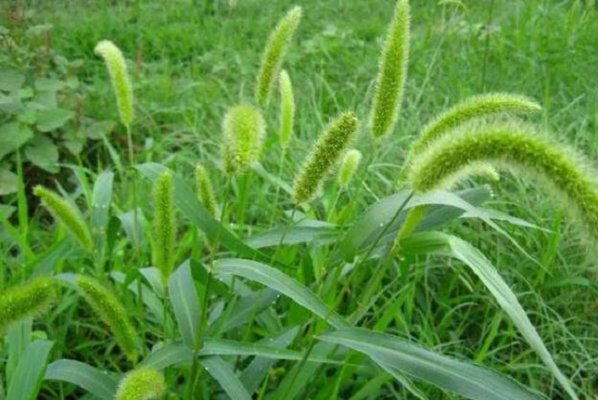 常见野草图片及名称有哪些？