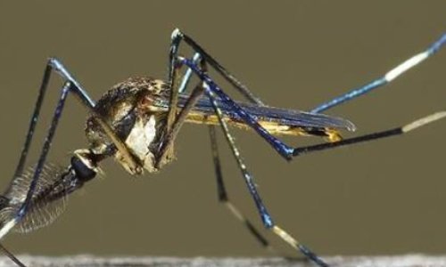 最大的蚊子是什么动物