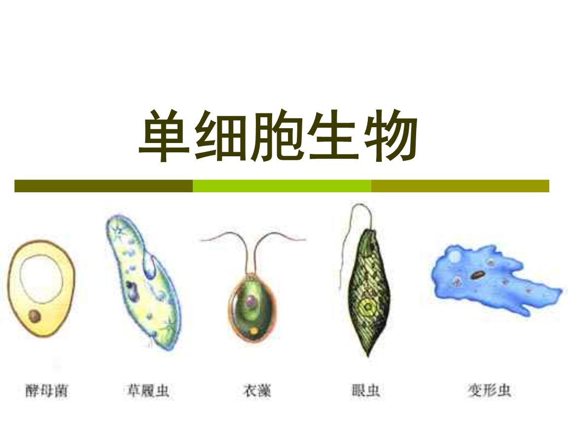 世界上第一个生命是怎么产生的