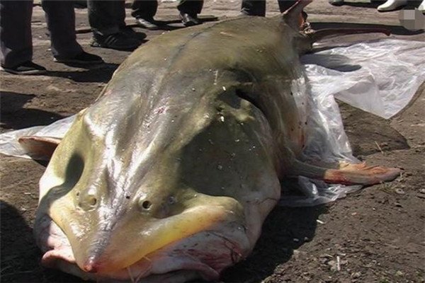 被称为“水中大熊猫的”达氏鳇，究竟是种什么鱼？