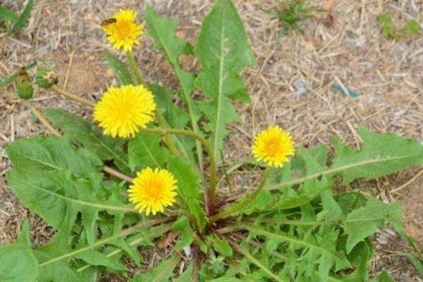 常见野草图片及名称有哪些？