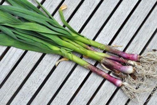 青蒜苗的功效与作用是什么？