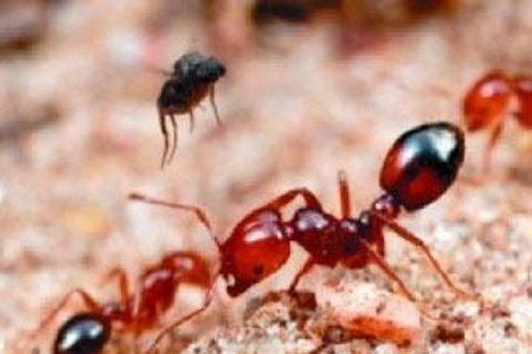 日本首次发现剧毒红火蚁，剧毒红火蚁为何会出现在日本？