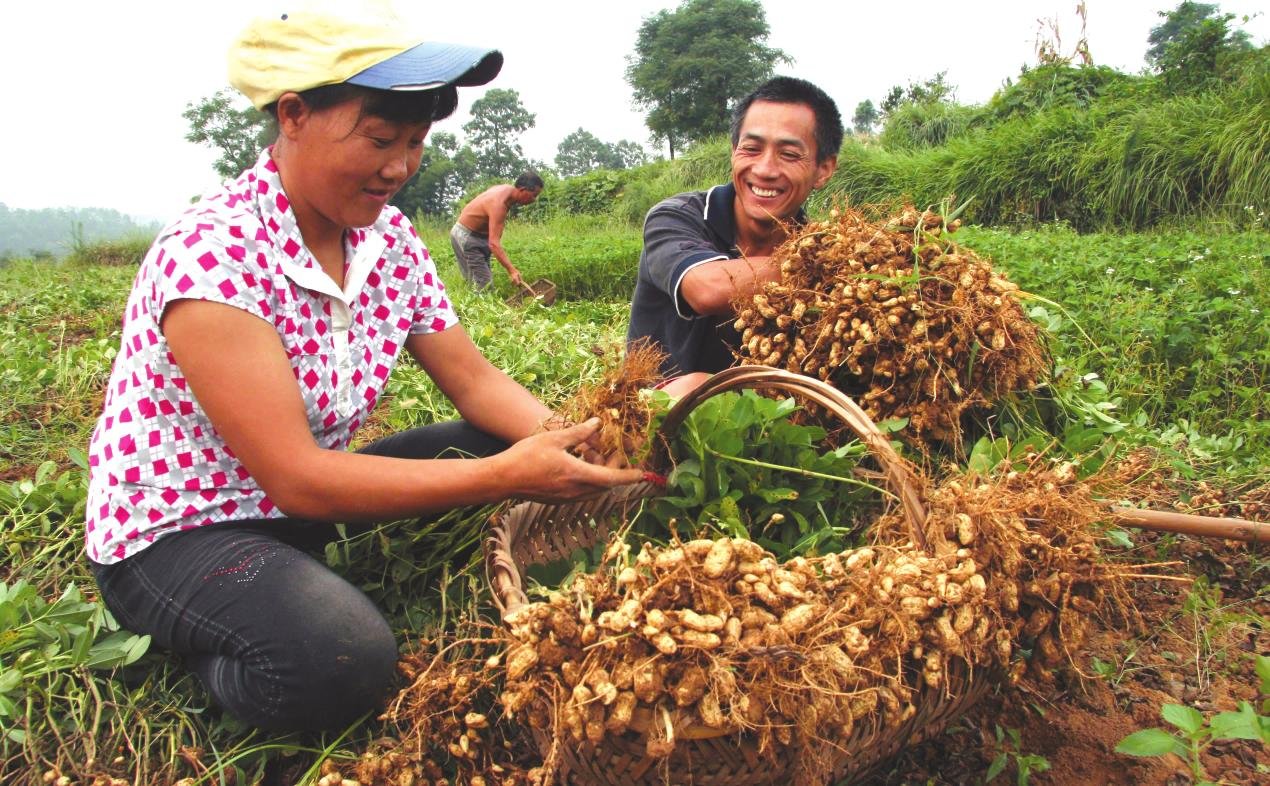 花生会让我们想到那些默默无闻做贡献的人看到下面的食物你会想到哪些人的选择200字