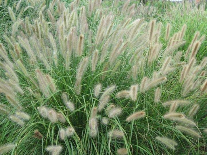 杂交狼尾草有什么特点？如何种植？