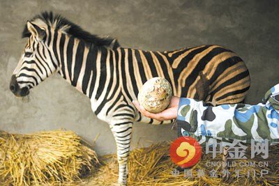 鸡宝长啥样，有没有市场价？