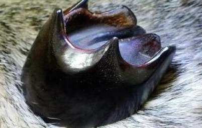 盗墓谜云：什么是最厉害的盗墓神器？又是如何做成的？