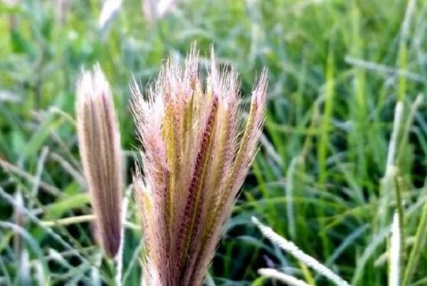 常见野草图片及名称有哪些？