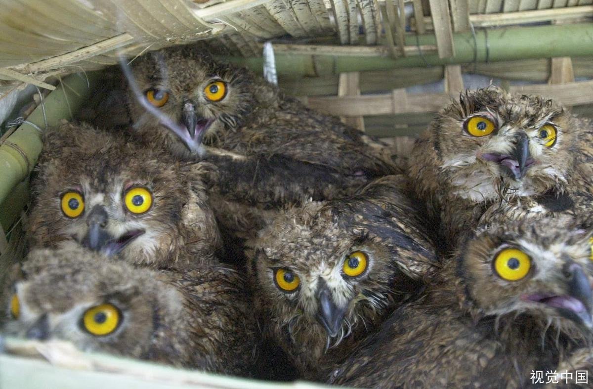 山海经里面描述的人面兽是真实存在的吗？