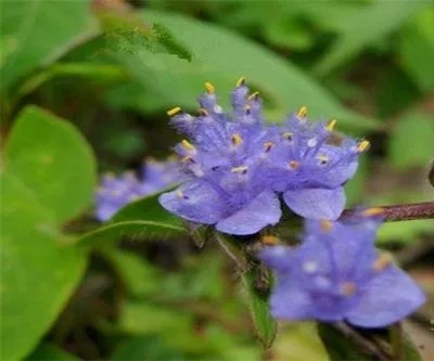 珍珠露水草用什么除草剂可以除里面 珍珠露水草少的阔叶杂草？