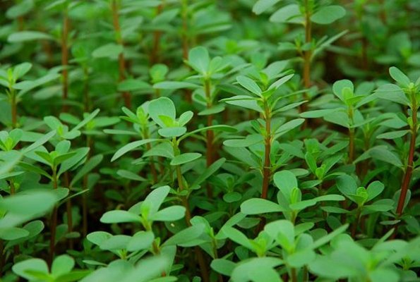 常见野草图片及名称有哪些？