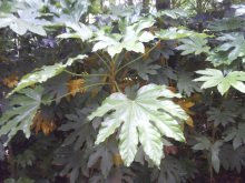 八爪金盘是喜阴植物吗？