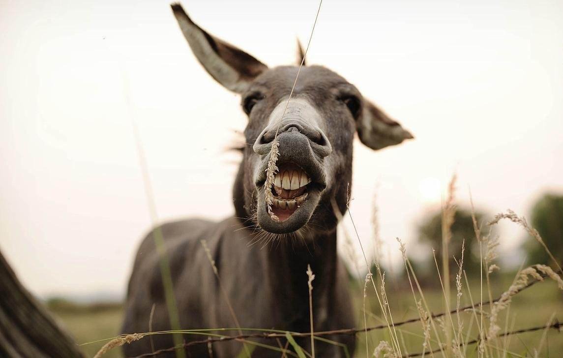 山东临沂一驴肉馆里逃出一头驴狂奔不止,店员是如何捕捉这头驴的?