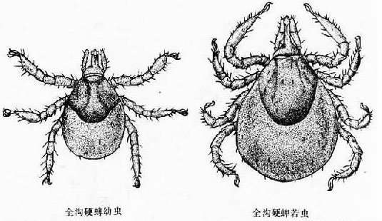 硬蜱的生殖生活