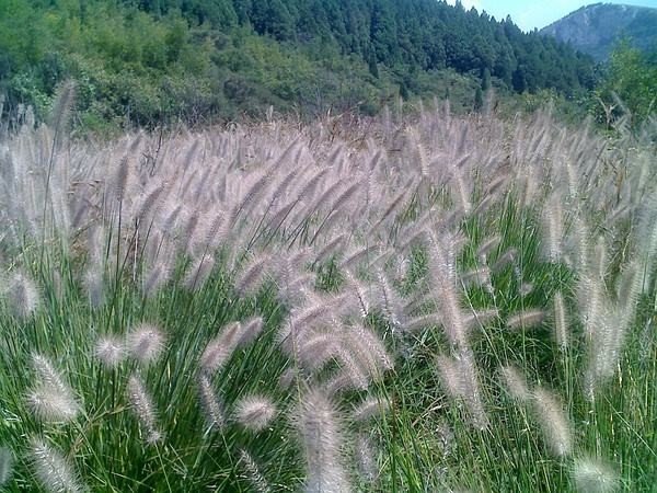 杂交狼尾草有什么特点？如何种植？