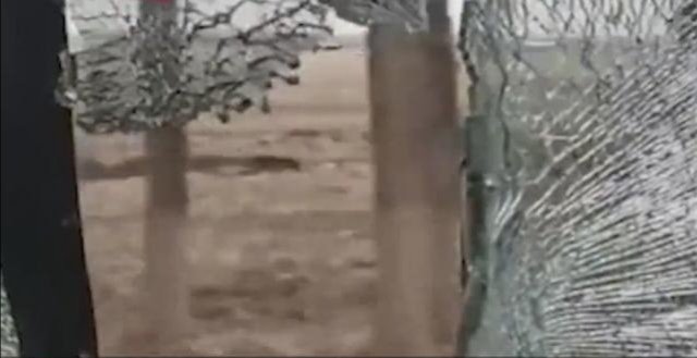 被进村东北虎扑倒女子手术结束，野生东北虎是如何进村的？