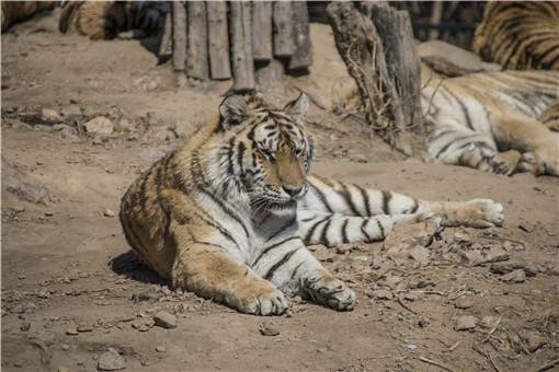 被进村东北虎扑倒女子手术结束，野生东北虎是如何进村的？