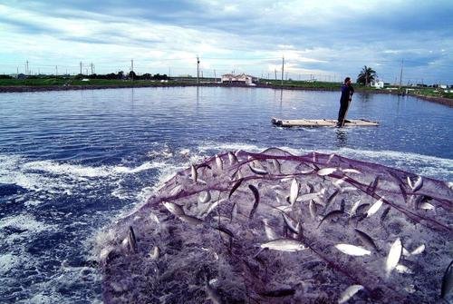 海产养殖会产生什么样的污染？