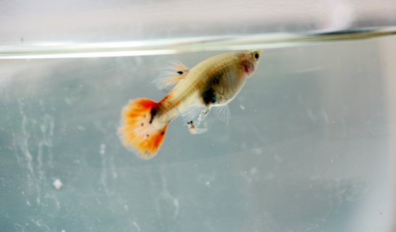 刚生下来的孔雀鱼小鱼是什么样的?