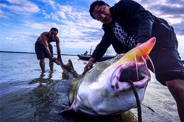 被称为“水中大熊猫的”达氏鳇，究竟是种什么鱼？