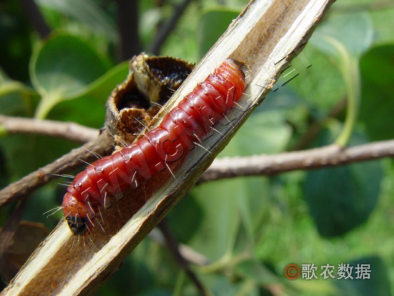 小线角木蠹蛾的发生规律