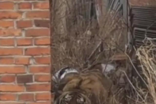 被进村东北虎扑倒女子手术结束，野生东北虎是如何进村的？